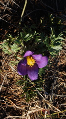 Pulsatilla ambigua