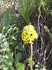 Ligularia alpigena