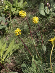 Ligularia alpigena