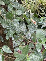 Drymonia alloplectoides