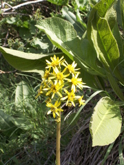 Ligularia alpigena
