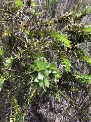 Liparia splendens comantha