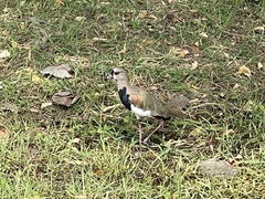 Vanellus chilensis