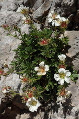 Potentilla clusiana