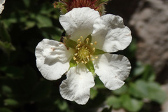 Potentilla clusiana