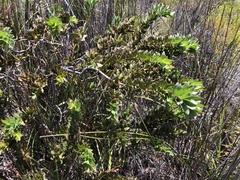 Liparia splendens comantha
