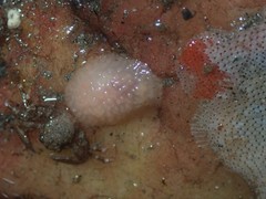 Acanthodoris