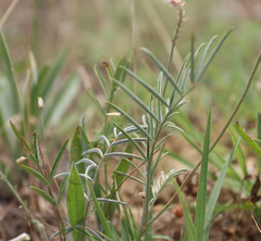 Onobrychis dielsii