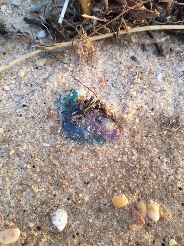 photo of Portuguese Man O' War (Physalia physalis)