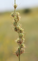 Onobrychis dielsii