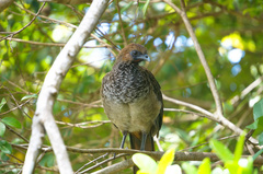Ortalis araucuan