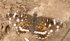 Anthanassa ptolyca amator