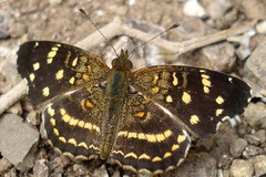 Anthanassa ptolyca amator