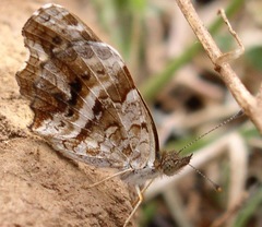 Anthanassa ptolyca amator