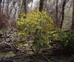 Barkleyanthus salicifolius