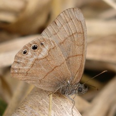 Cyllopsis diazi
