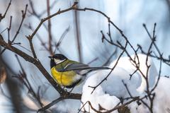 Parus major