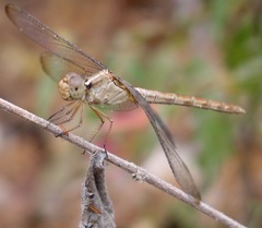 Erythrodiplax funerea