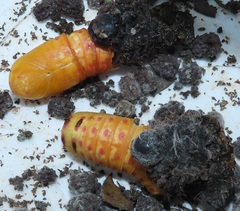 Gonimbrasia zambesina