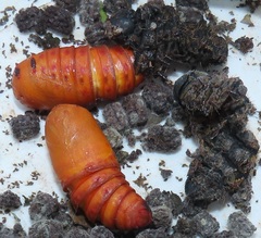 Gonimbrasia zambesina