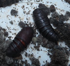 Gonimbrasia zambesina