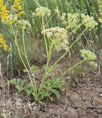 Pastinaca clausii