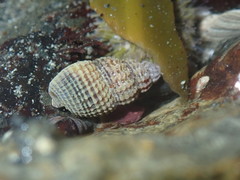 Nassarius mendicus