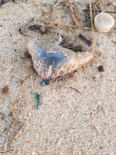 photo of Portuguese Man O' War (Physalia physalis)