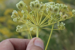 Pastinaca clausii