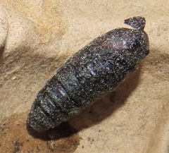Gonimbrasia zambesina