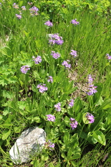 Primula auriculata