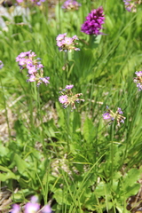 Primula auriculata