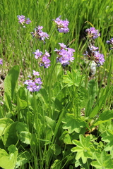 Primula auriculata