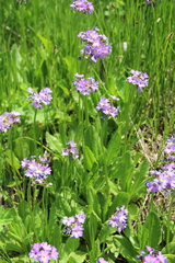 Primula auriculata