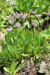 Primula auriculata