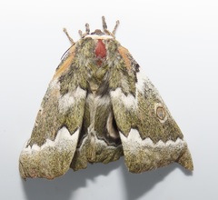 Gonimbrasia zambesina
