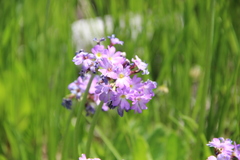 Primula auriculata
