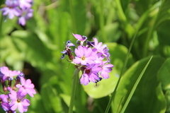 Primula auriculata