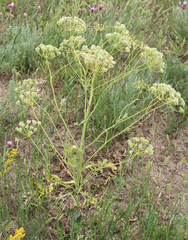 Pastinaca clausii
