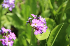 Primula auriculata