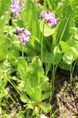 Primula auriculata