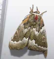 Gonimbrasia zambesina