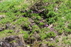 Primula auriculata