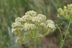 Pastinaca clausii