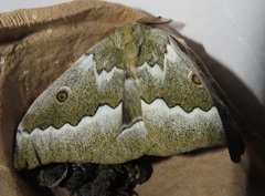 Gonimbrasia zambesina