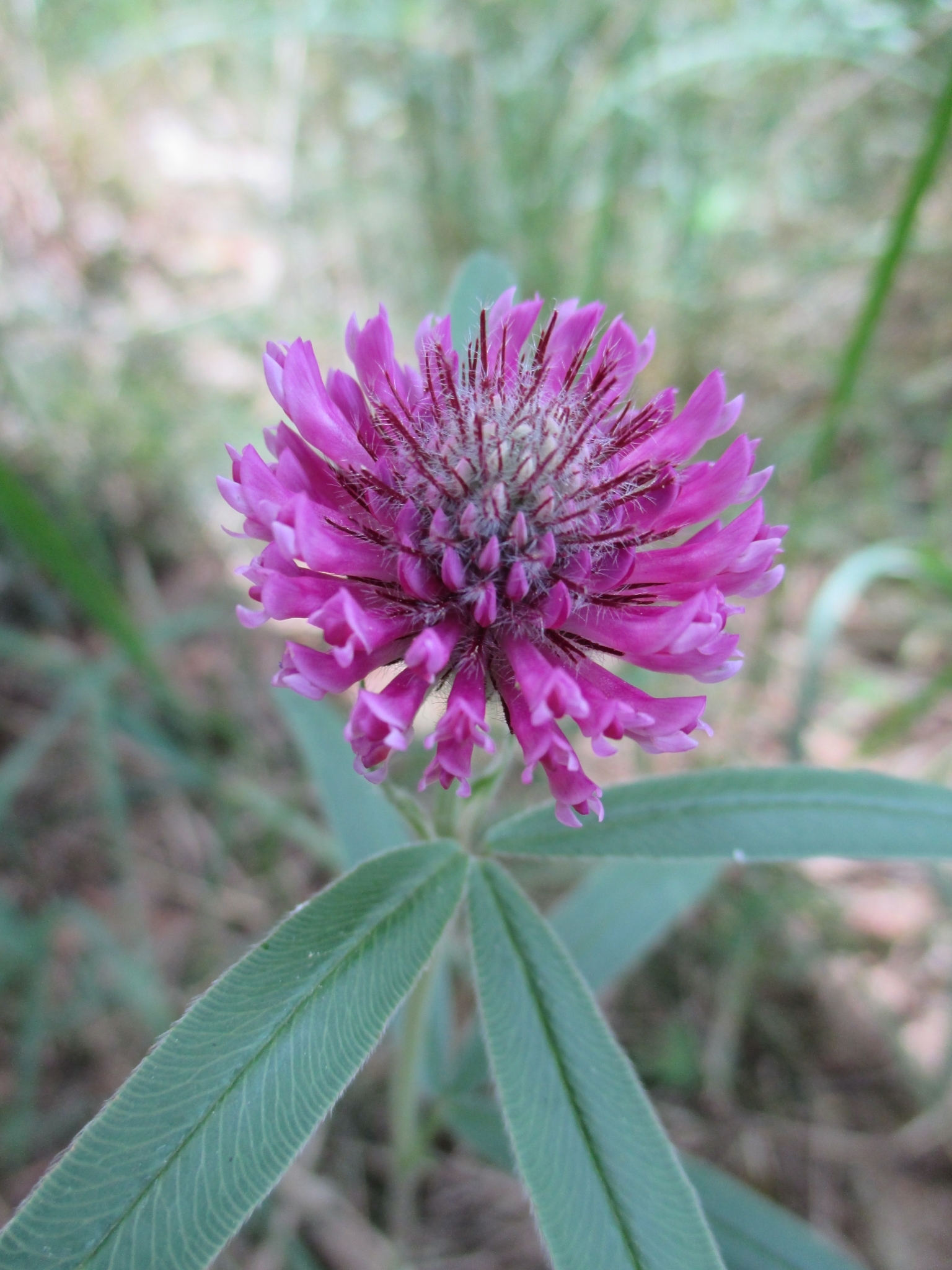Trifolium alpestre