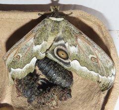 Gonimbrasia zambesina