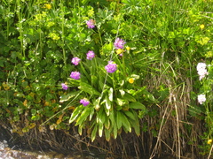 Primula auriculata