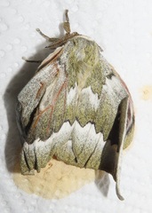 Gonimbrasia zambesina