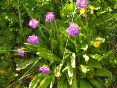 Primula auriculata